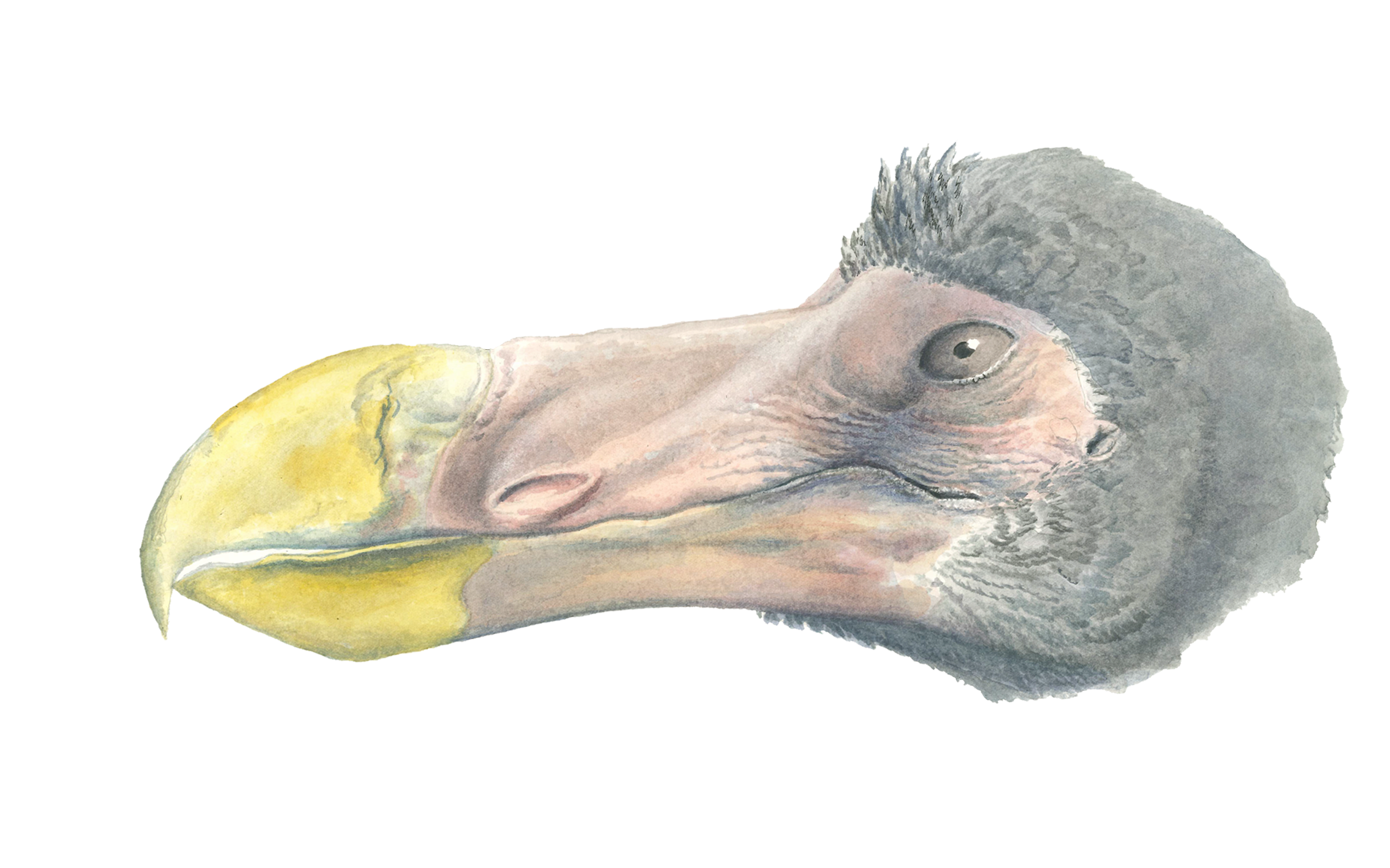 Illustration of the dodo when alive