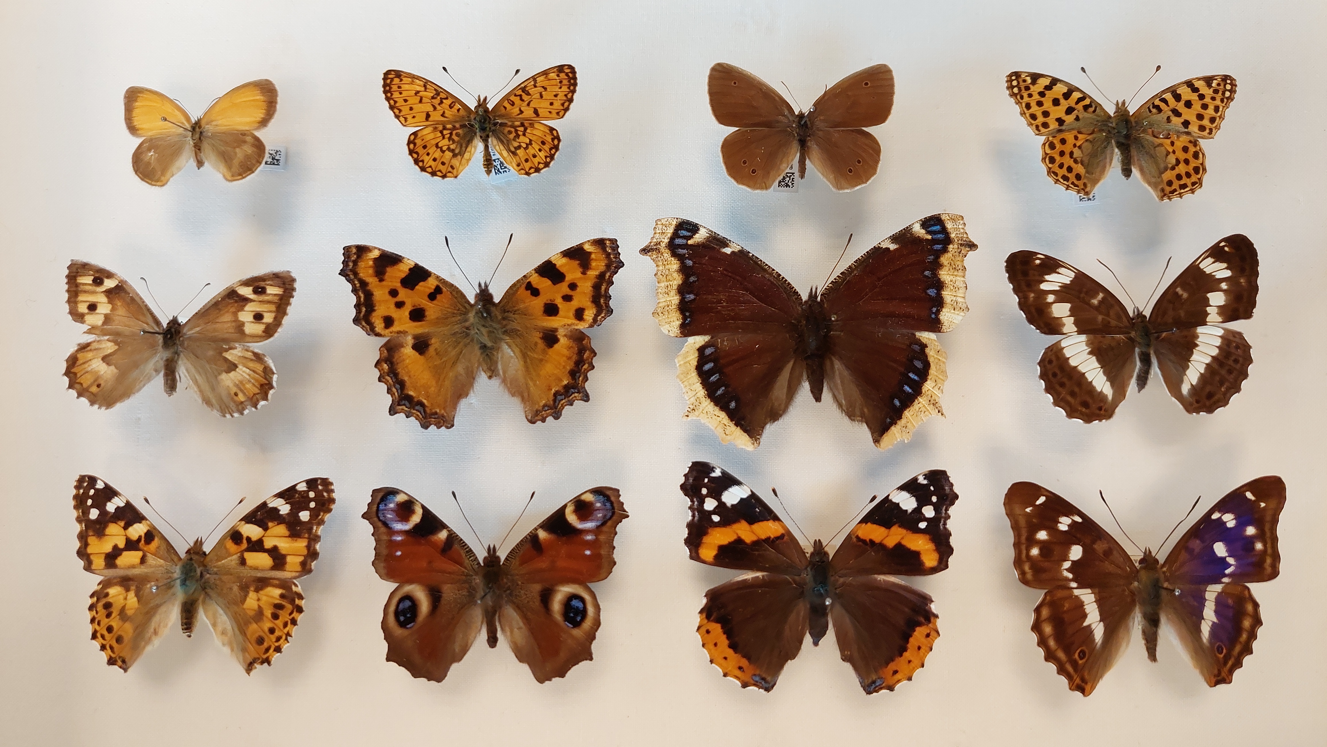 News from the DaSSCo mass digitisation programme - July to September 2025