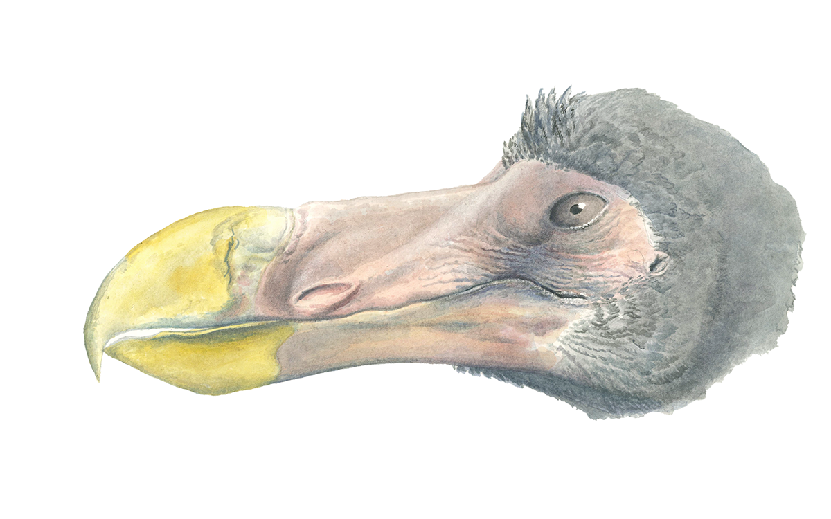 Illustration of Dodo