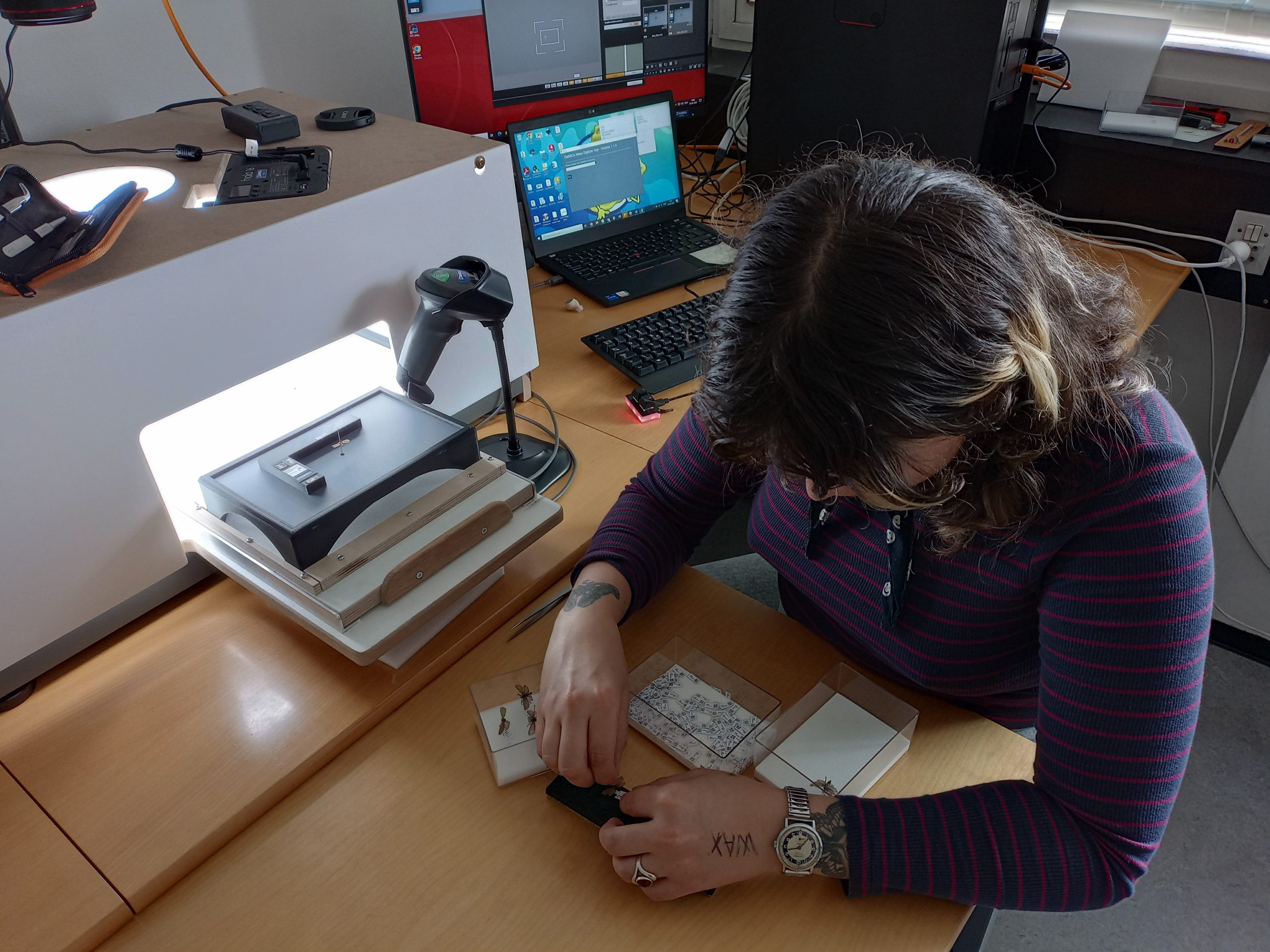 Digitiser working with pinned insects