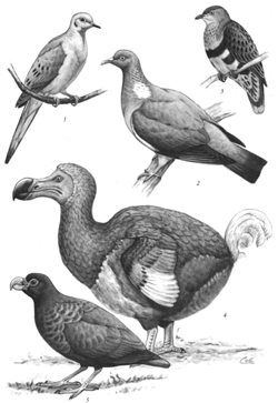 Copenhagen Dodo skull