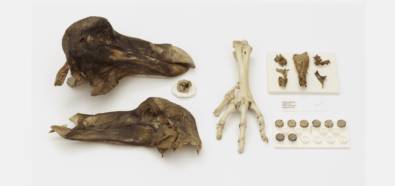 Dodo remains - two skulls and a foot