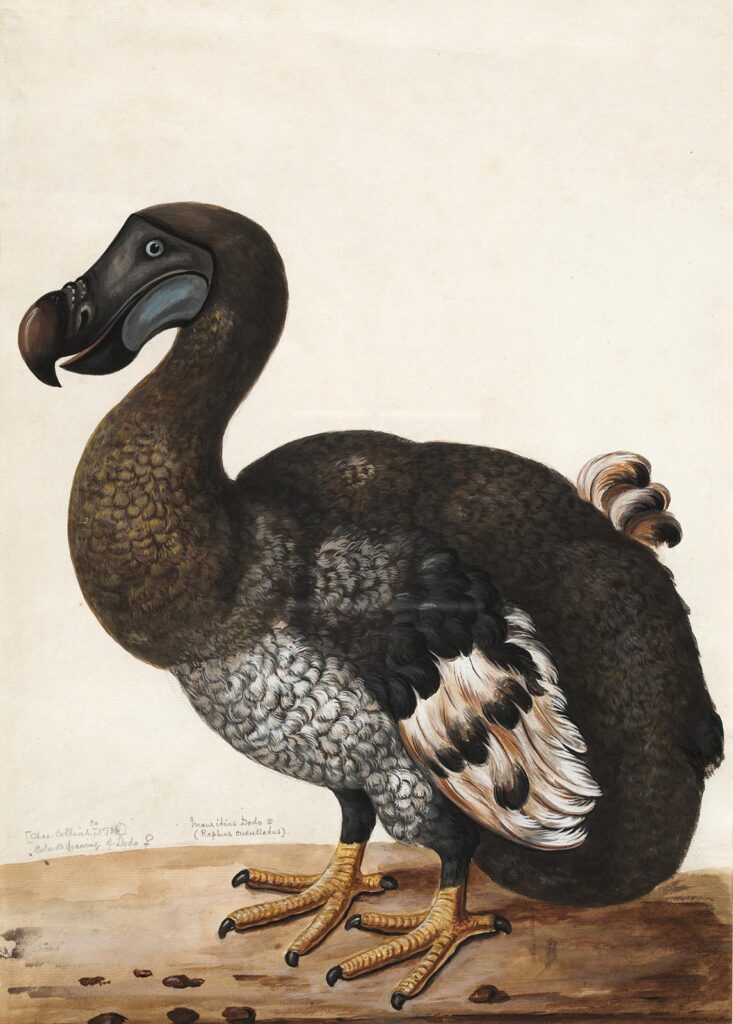 Illustration of Dodo