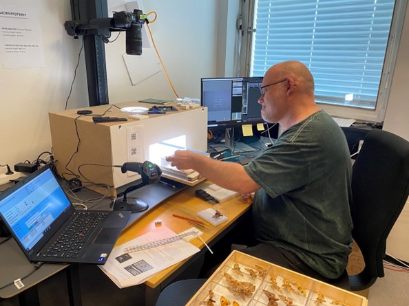 Butterflies being digitised