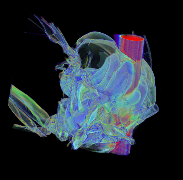X-ray of fly